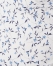 Slim Long Sleeve Floral Shirt, White/Blue, swatch